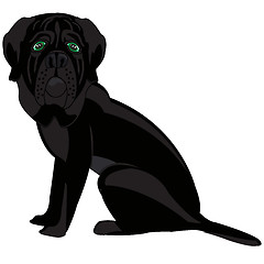 Image showing Black mastiff sideways on white background is insulated
