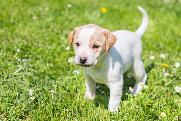 Image showing Cute small puppy dog standing in the grass.