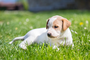 Image showing Cute small puppy dog lying in the grass.