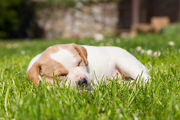 Image showing Cute small puppy dog napping in the grass.