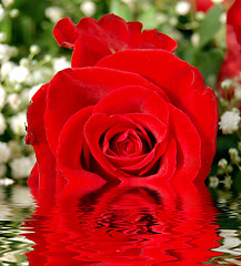 Image showing Red rose