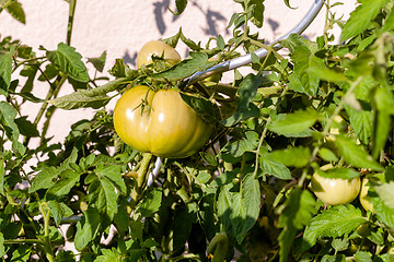 Image showing Green tomato on a perennial
