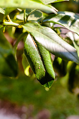 Image showing Scale insects on a leaf