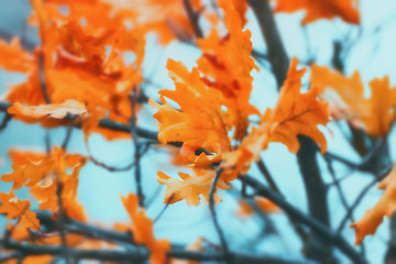 Image showing Blurry Golden Oak Leaves Against The Sky