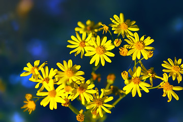 Image showing Wild Yellow Flowers On A Dark Background