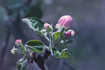 Image showing Pink Buds Of Springtime Apple Blossom Close-up