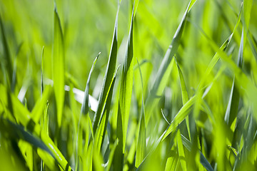 Image showing Field of green grass background.