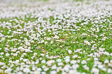 Image showing Chamomile flowers spring field background.