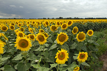 Image showing Sunflower On A Meadow With Overcast Sky