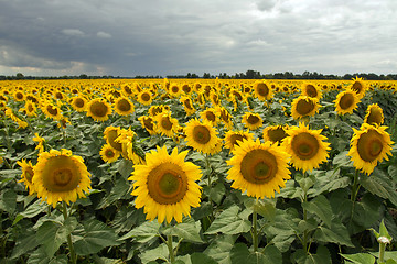 Image showing Sunflower On A Meadow With Overcast Sky