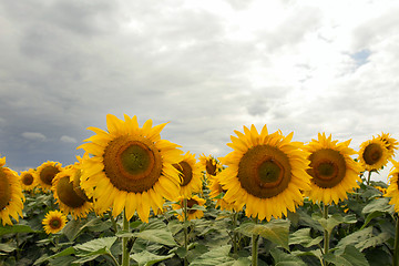 Image showing Sunflower On A Meadow With Overcast Sky