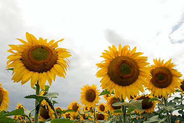 Image showing Sunflower On A Meadow With Overcast Sky