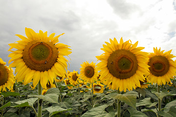 Image showing Sunflower On A Meadow With Overcast Sky