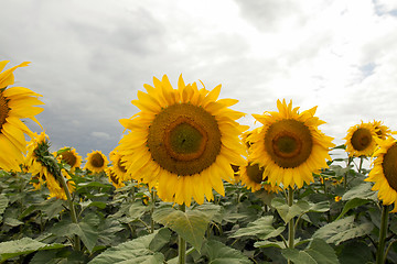 Image showing Sunflower On A Meadow With Overcast Sky