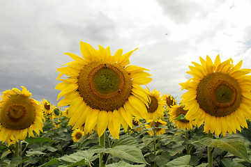 Image showing Sunflower On A Meadow With Overcast Sky