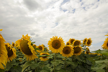 Image showing Sunflower On A Meadow With Overcast Sky