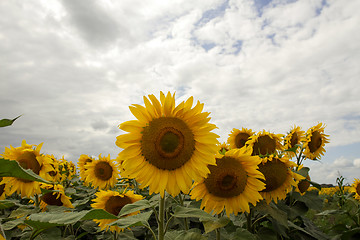 Image showing Sunflower On A Meadow With Overcast Sky