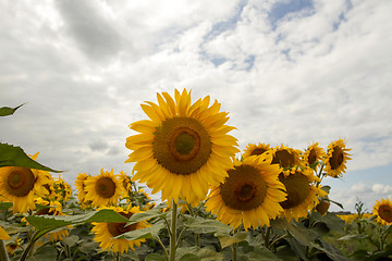 Image showing Sunflower On A Meadow With Overcast Sky