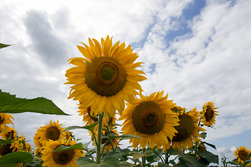 Image showing Sunflower On A Meadow With Overcast Sky