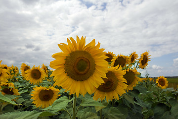 Image showing Sunflower On A Meadow With Overcast Sky
