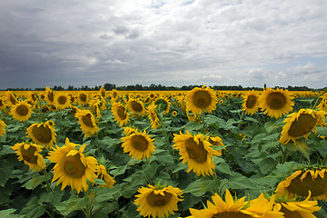 Image showing Sunflower On A Meadow With Overcast Sky