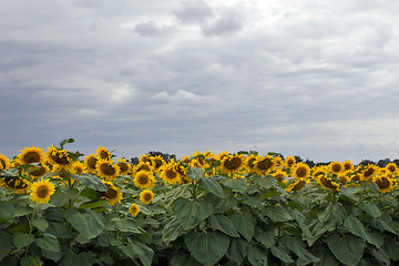 Image showing Sunflower On A Meadow With Overcast Sky