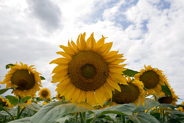 Image showing Sunflower On A Meadow With Overcast Sky