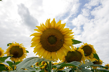 Image showing Sunflower On A Meadow With Overcast Sky