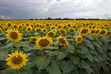 Image showing Sunflower On A Meadow With Overcast Sky