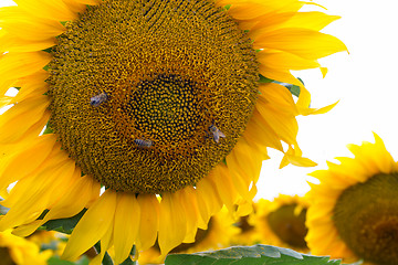 Image showing Sunflower On A Meadow With Overcast Sky