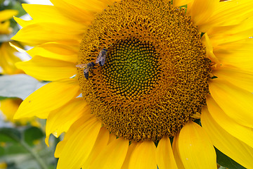 Image showing Sunflower On A Meadow With Overcast Sky