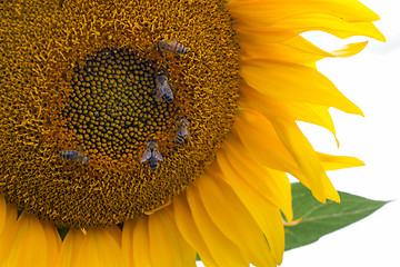 Image showing Sunflower On A Meadow With Overcast Sky