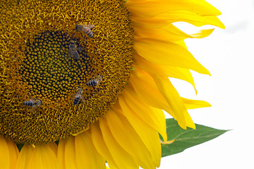 Image showing Sunflower On A Meadow With Overcast Sky