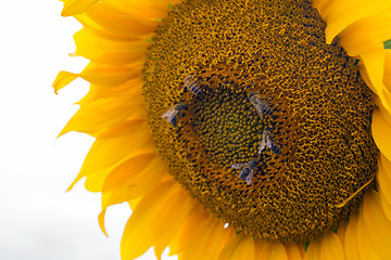 Image showing Sunflower On A Meadow With Overcast Sky