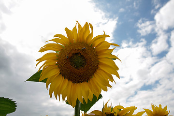 Image showing Sunflower On A Meadow With Overcast Sky