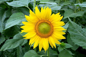 Image showing Sunflower On A Meadow With Overcast Sky