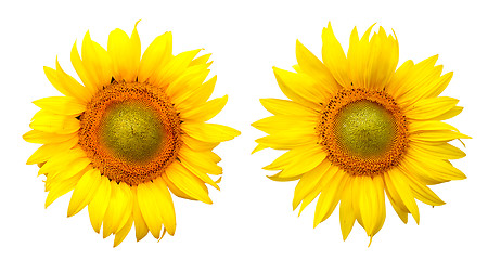 Image showing Sunflower isolated on the white background