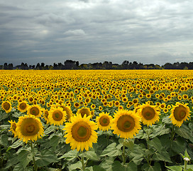 Image showing Sunflower On A Meadow With Overcast Sky