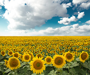 Image showing Sunflower On A Meadow With Overcast Sky