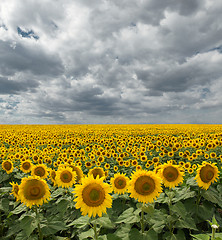 Image showing Sunflower On A Meadow With Overcast Sky