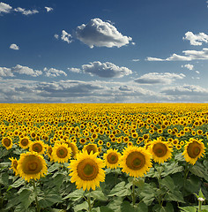 Image showing Sunflower On A Meadow With Overcast Sky