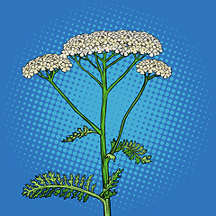 Image showing yarrow milfoil flower medicinal plant. Achillea millefolium