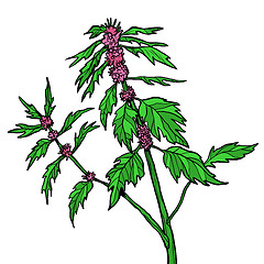 Image showing motherwort medicinal plant