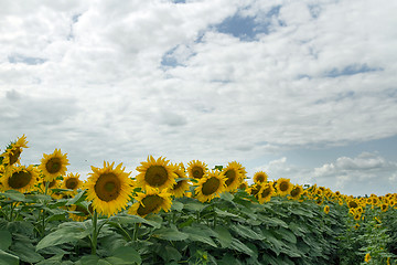 Image showing Sunflower On A Meadow With Overcast Sky