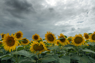 Image showing Sunflower On A Meadow With Overcast Sky