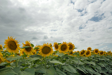 Image showing Sunflower On A Meadow With Overcast Sky