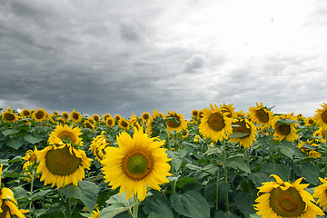 Image showing Sunflower On A Meadow With Overcast Sky