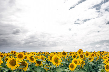 Image showing Sunflower On A Meadow With Overcast Sky