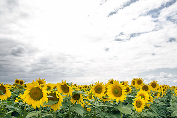 Image showing Sunflower On A Meadow With Overcast Sky