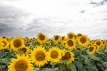 Image showing Sunflower On A Meadow With Overcast Sky